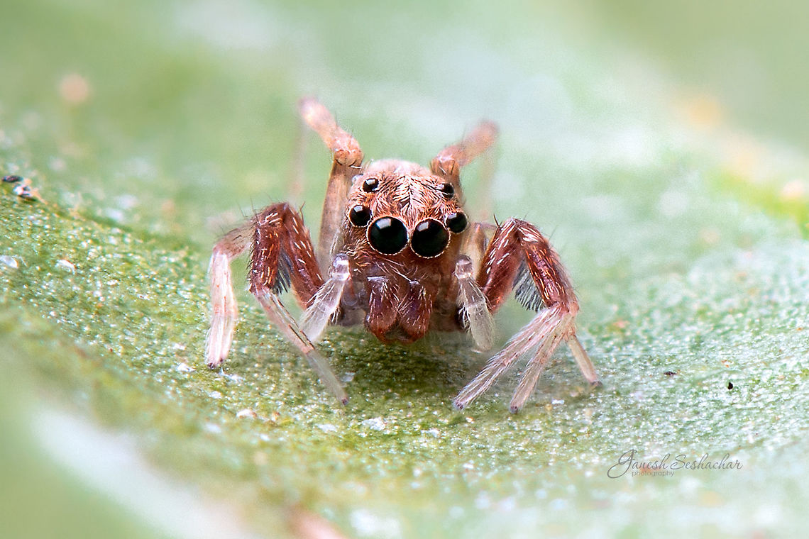 Brettus adonis  Brettus adonis,Fall,Geotagged,India,brettus,brettus adonis,closeup,davangere,jumping spider,macro