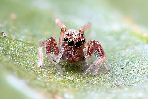 Brettus adonis  Brettus adonis,Fall,Geotagged,India,brettus,brettus adonis,closeup,davangere,jumping spider,macro