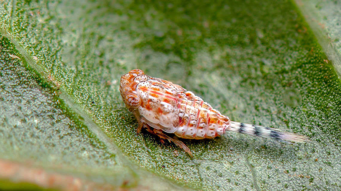 Planthopper ID unknown <br />
 Geotagged,India,Spring,closeup,davangere,insects,macro,planthopper