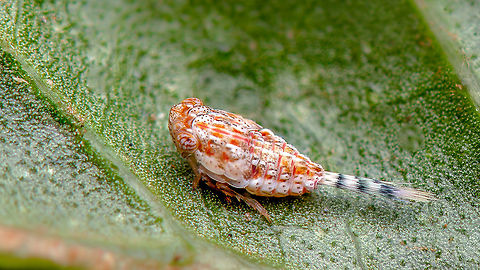 Planthopper ID unknown 
 Geotagged,India,Spring,closeup,davangere,insects,macro,planthopper