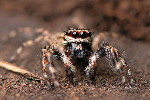 Jumping Spider Mostly a wall jumper species, dont have the body shots unfortunately lost focus on it as it was very active. 
 Geotagged,India,Spring,closeup,davangere,jumping spider,macro,wildlife