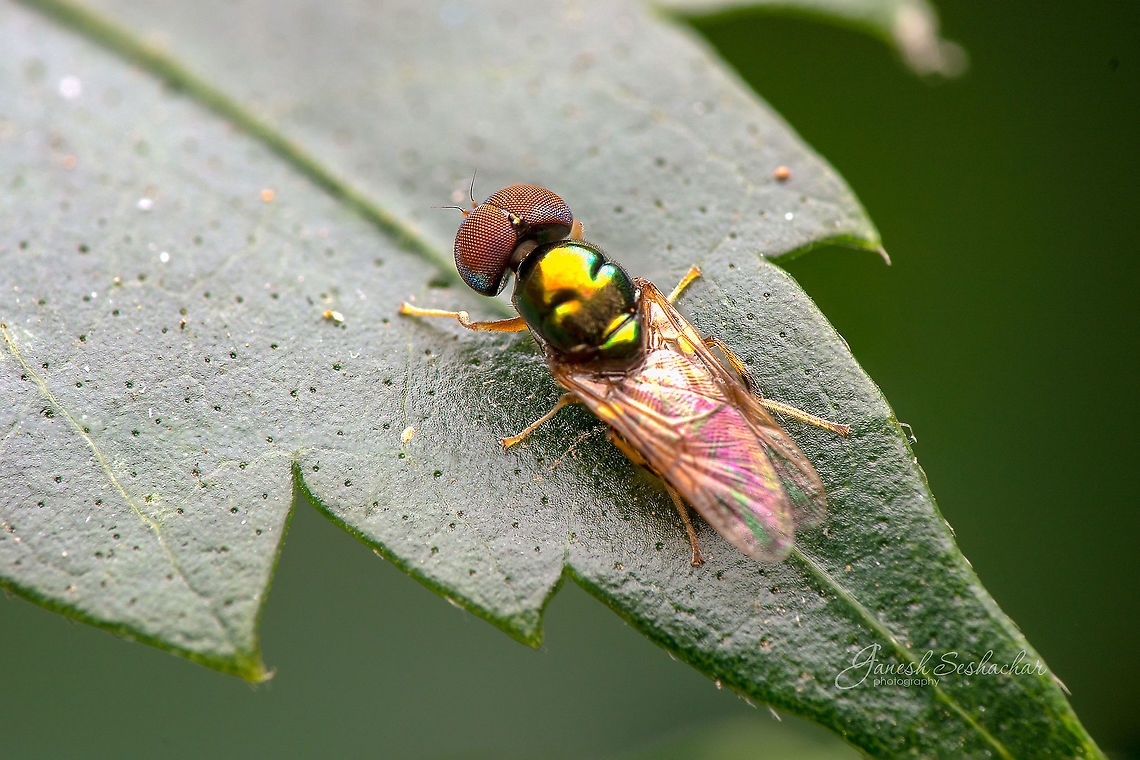 Soldierfly  Geotagged,India,Spring,davangere,macro,soldierfly