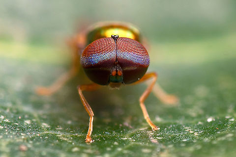 Compound eye of a soldierfly Top view
https://www.jungledragon.com/image/93215/soldierfly.html Geotagged,India,Spring,closeup,compound eyes,davangere,macro,soldierfly