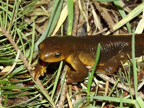 Rough-skinned Newt.  Amphibians.,Geotagged,Rough-skinned newt,Taricha granulosa,United States