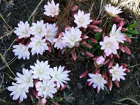 Bitter Root,Catherine Creek,WA. - May 2014.  Bitterroot,Geotagged,Lewisia rediviva,United States