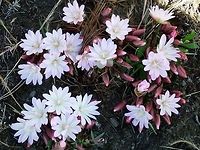 Bitter Root,Catherine Creek,WA. - May 2014.  Bitterroot,Geotagged,Lewisia rediviva,United States