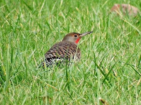 Northern Flicker Male.  Birds.,Colaptes auratus,Northern Flicker,Oregon-United States.