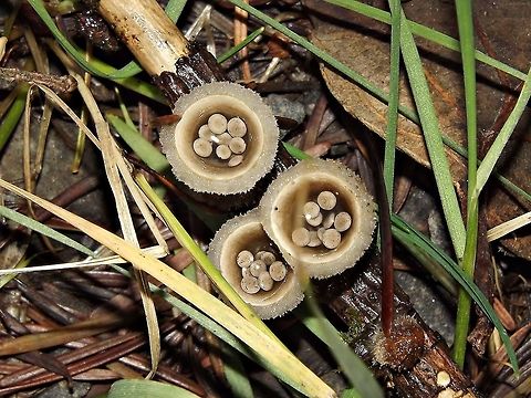 Common Gel Bird's Nest. Came across these fungi while hiking Clackamas River Trail late November in Oregon.They are 1 cm wide. Fungi,Geotagged,Macro,Nidula candida,United States.
