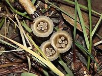 Common Gel Bird's Nest. Came across these fungi while hiking Clackamas River Trail late November in Oregon.They are 1 cm wide. Fungi,Geotagged,Macro,Nidula candida,United States.