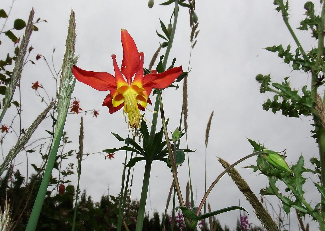 Red Columbine,Columbia Gorge,OR.  Aquilegia formosa,Geotagged,United States,Wildflowers