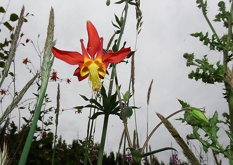 Red Columbine,Columbia Gorge,OR.  Aquilegia formosa,Geotagged,United States,Wildflowers