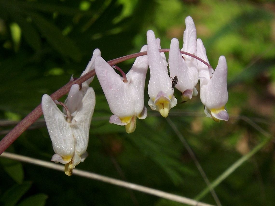 Dutchman's Breeches. (Dicentra Cucullaria). One of my favorite wildflowers on Columbia Gorge. Columbia Gorge,Dicentra cucullaria,Geotagged,Spring,United States,Wildflowers