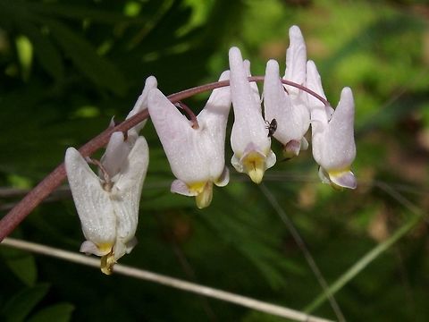 Dutchman's Breeches. (Dicentra Cucullaria). One of my favorite wildflowers on Columbia Gorge. Columbia Gorge,Dicentra cucullaria,Geotagged,Spring,United States,Wildflowers