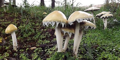 STROPHARIA AMBIGUA (Questionable Stropharia) Edibility:Not recommended.Common on West Coast. Wildmushrooms,fungi