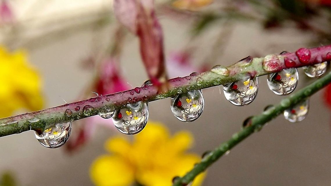 Raindrops. I took this picture just as the sky was clearing up after light rain. Raindrops
