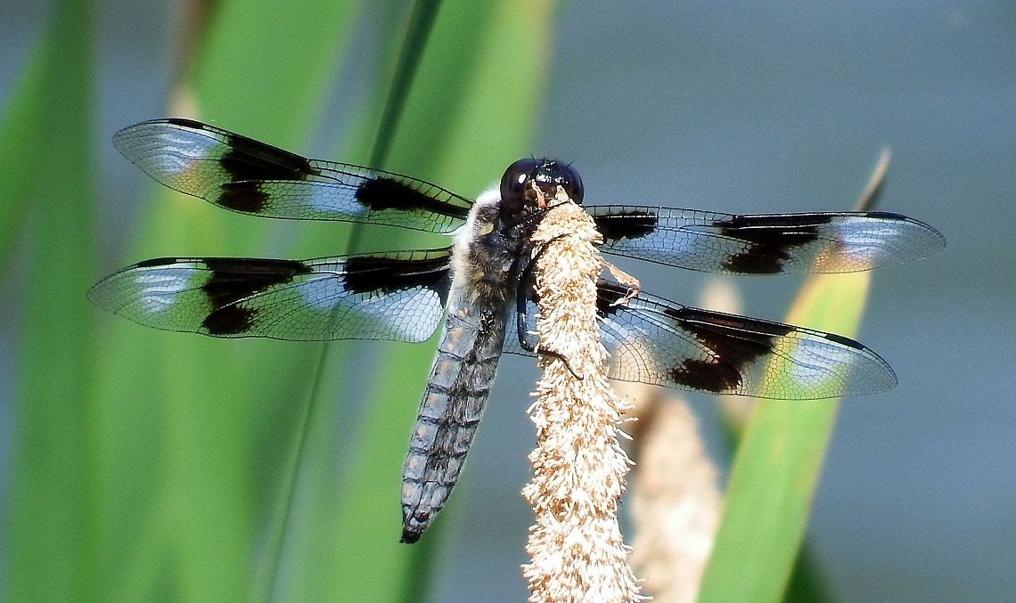 LIBELLULA FORENSIS (Eight-Spotted Skimmer). It has two black spots on each wing for a total of eight. Eight-spotted Skimmer.,Geotagged,Libellula forensis,Summer,United States,eight-spotted skimmer