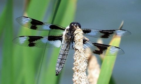 LIBELLULA FORENSIS (Eight-Spotted Skimmer). It has two black spots on each wing for a total of eight. Eight-spotted Skimmer.,Geotagged,Libellula forensis,Summer,United States,eight-spotted skimmer