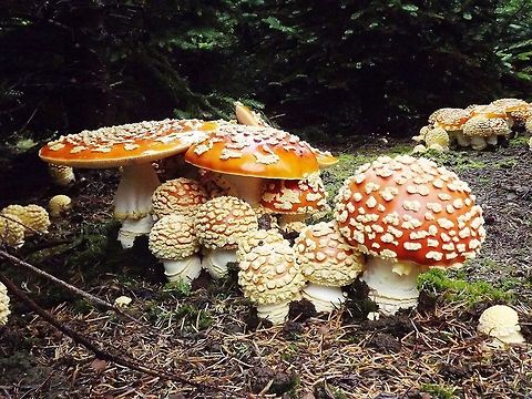 AMANITA MUSCARIA (Fly Amanita). Edibility : Not recommended. Amanita muscaria,Fly agaric,Fungi,Wildmushrooms