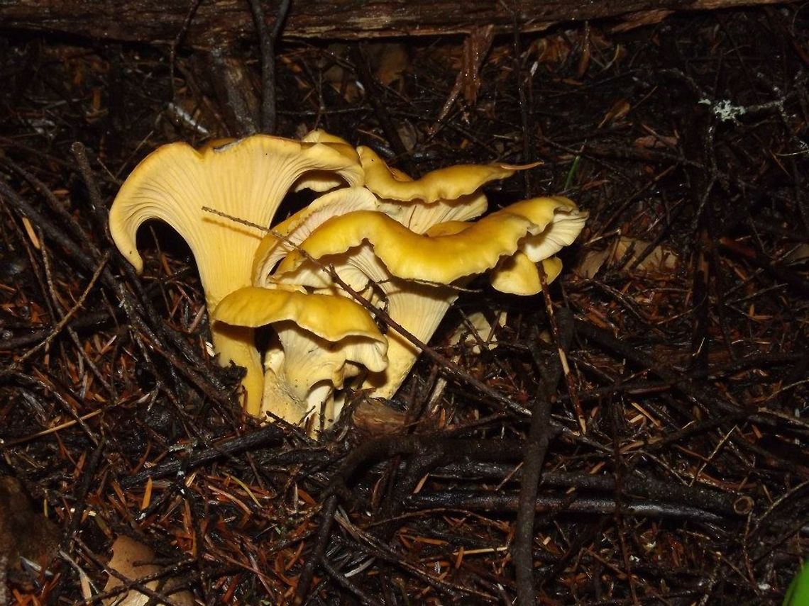 CANTHARELLUS CIBARIUS. (Chanterelle). The chanterelle's size, shape, and even its color vary from region to region.  Cantharellus cibarius,Wildmushrooms.