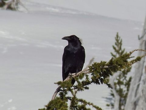 CORVOUS CORAX  (Common Raven).  Common Raven,Corvus corax,Geotagged,Raven,United States,Winter,birds.