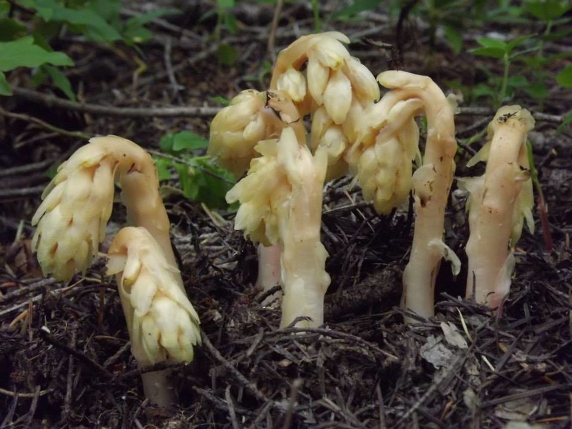 HYPOPITYS MONOTROPA (Pinesap) Deep shady woods at middle to high elevations in the West Gorge. Heath Family,Monotropa hypopitys,Pinesap