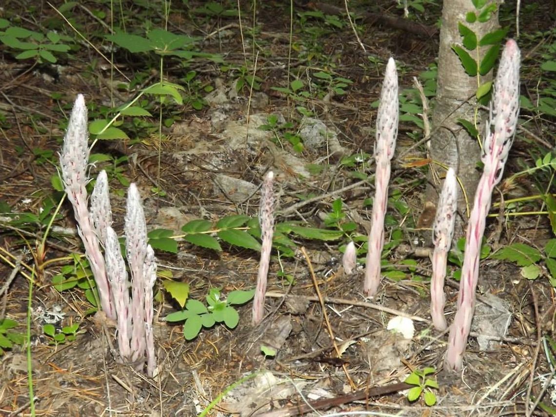ALLOTROPA VIRGATA (Candy stick)  Candy stick