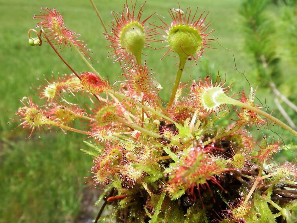 DROSERA ROTUNDIFOLIA (Round-leaved Sundew)  Common sundew,Drosera rotundifolia,Geotagged,United States,round-leaved sundew.