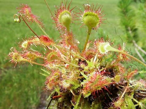 DROSERA ROTUNDIFOLIA (Round-leaved Sundew)  Common sundew,Drosera rotundifolia,Geotagged,United States,round-leaved sundew.