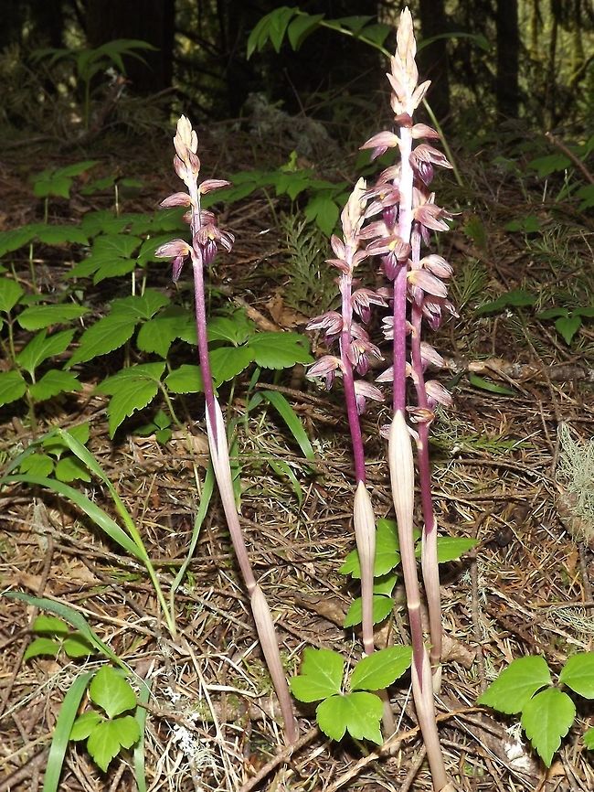 CORALLORHIZA STRIATA (Striped coralroot) Coralroot Orchid. Corallorhiza striata,Geotagged,Striped coralroot,United States,hooded coralroot.,striped coralroothooded coralroot