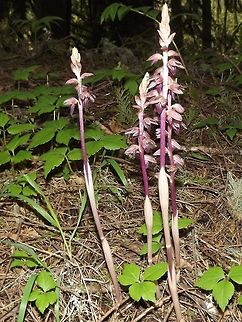 CORALLORHIZA STRIATA (Striped coralroot) Coralroot Orchid. Corallorhiza striata,Geotagged,Striped coralroot,United States,hooded coralroot.,striped coralroothooded coralroot