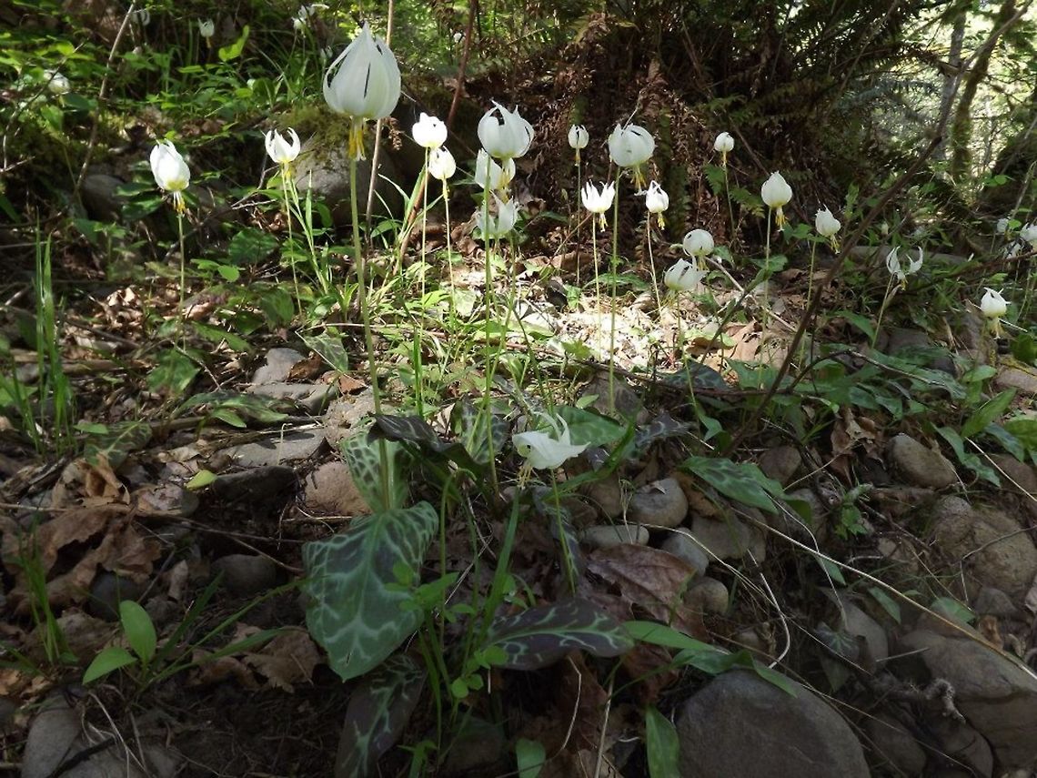 ERYTHRONIUM ALBIDUM (White Trout Lily). The plant is mostly found in large groups on the forest floor. Erythronium albidum,Geotagged,United States,White Fawnlily,erythronium albidum
