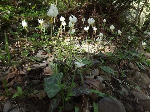 ERYTHRONIUM ALBIDUM (White Trout Lily). The plant is mostly found in large groups on the forest floor. Erythronium albidum,Geotagged,United States,White Fawnlily,erythronium albidum