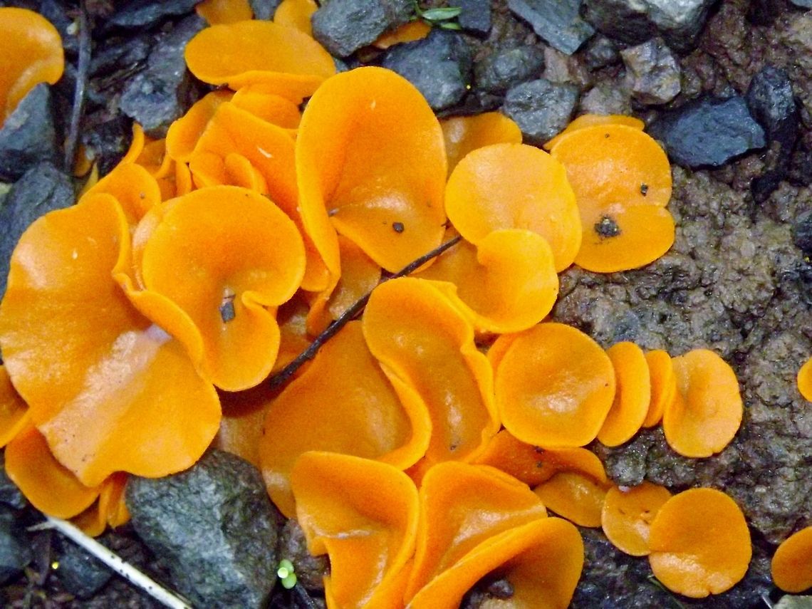 ALEURIA AURANTIA (Orange Peel Fungus). Edibility: Edible. Aleuria aurantia,Fall,Fungus,Geotagged,Orange peel fungus,United States