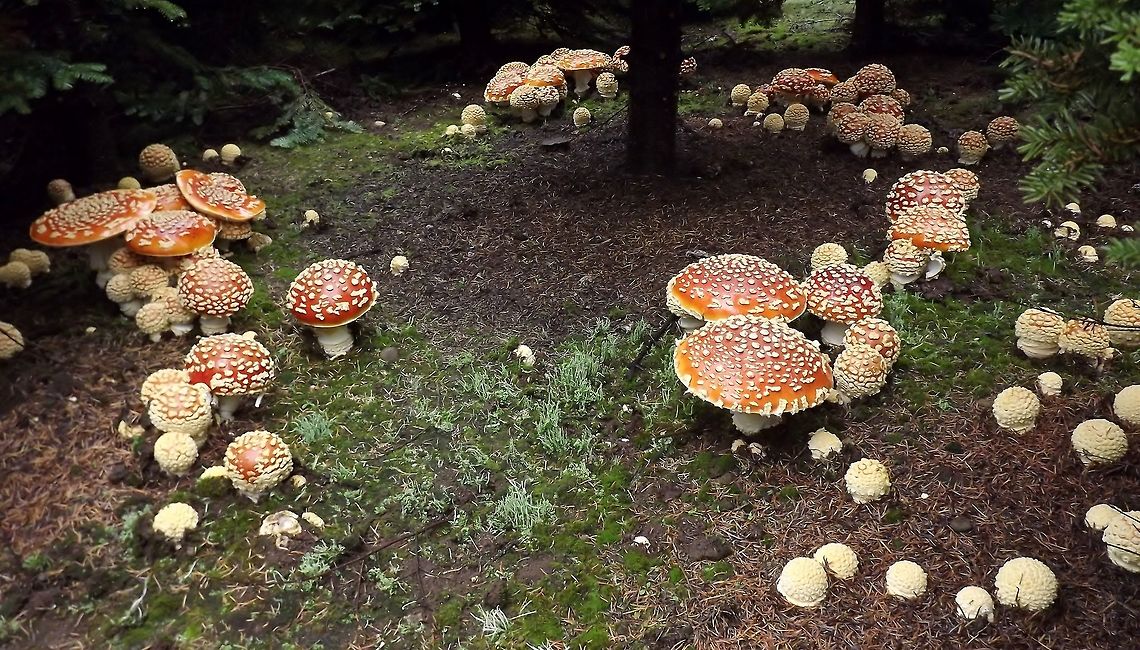AMANITA MUSCARIA (Fly Amanita) Fairy Ring. Amanita muscaria,Fall,Fly agaric,Fungi,Fungus.,Geotagged,United States,Wildemushrooms