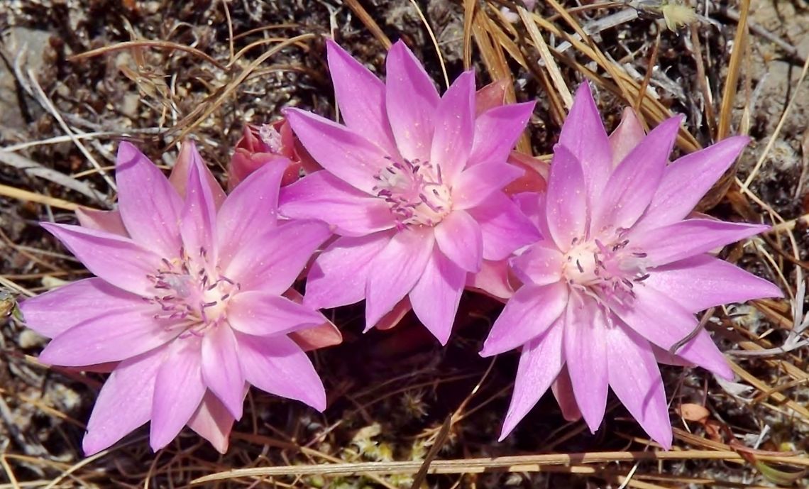 LEWISIA REDIVIVA, (Pink Bitter Root) Catherina Creek,WA. Bitterroot,Lewisia rediviva