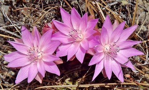 LEWISIA REDIVIVA, (Pink Bitter Root) Catherina Creek,WA. Bitterroot,Lewisia rediviva
