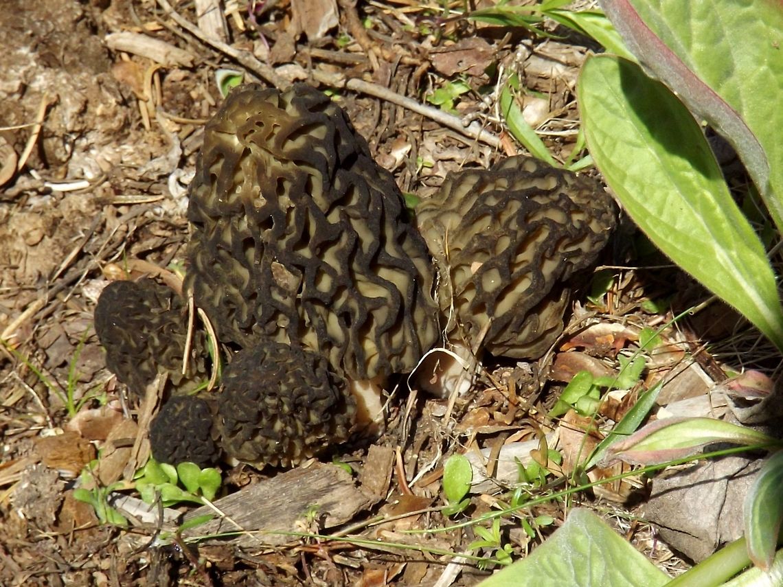 MORCHELLA ELATA.(Black Morels). Black Morels are easily overlooked because they look like pine cones. Geotagged,Morchella elata,Spring,United States,Wildmushrooms.,morchella elata