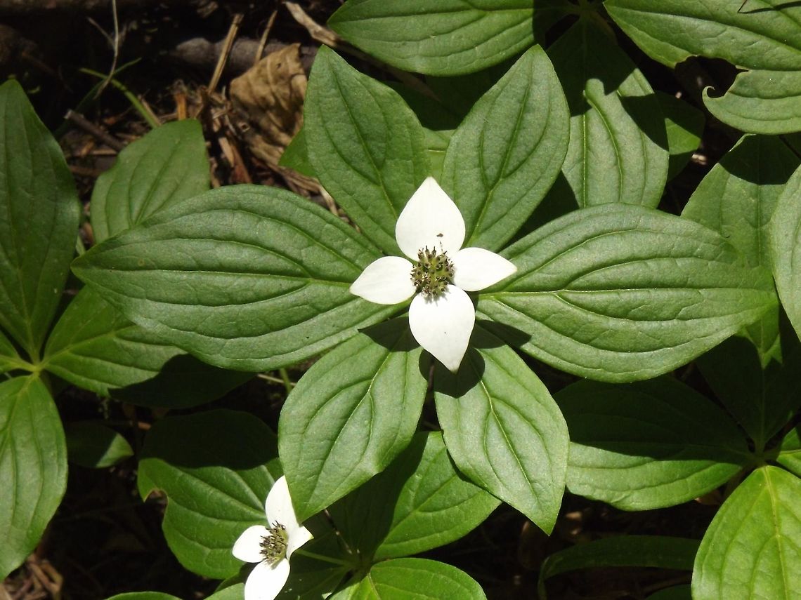 BUNCHBERRY Cornus canadensis Cornus canadensis,Geotagged,United States,Wildflowers