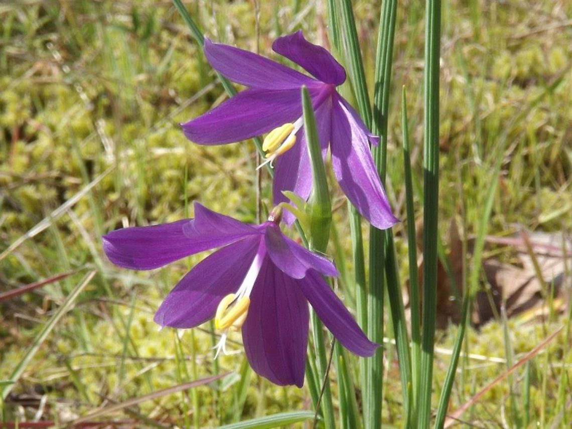 Grasswidow. Olsynium Douglasii. Geotagged,Northwest,Olsynium douglasii,United States,Wildflowers