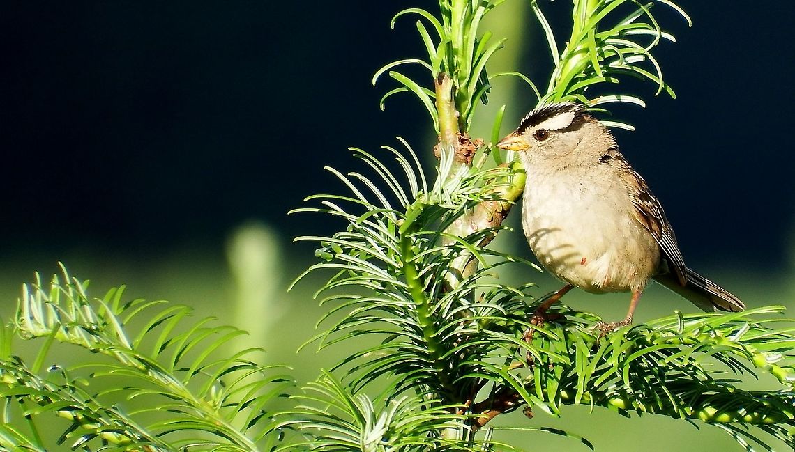 ZONOTRICHIA LEUCOPHRYS White-Crowned Sparrow in the top of young fir tree. Geotagged,Summer,United States,White-crowned Sparrow,Zonotrichia leucophrys,northwest,wildbird