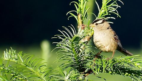 ZONOTRICHIA LEUCOPHRYS White-Crowned Sparrow in the top of young fir tree. Geotagged,Summer,United States,White-crowned Sparrow,Zonotrichia leucophrys,northwest,wildbird