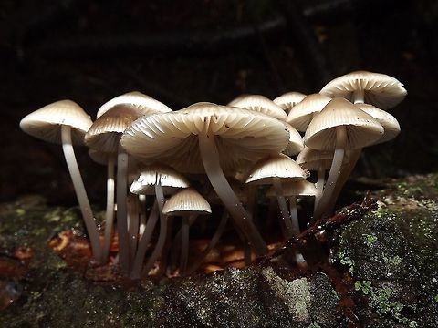 MYCENA GALERICULATA. Common Mycena grow in clusters, on decaying log. Geotagged,Mycena galericulata,Rosy-gill fairy helmet,United States,Wildmushroom,fungus,northwest