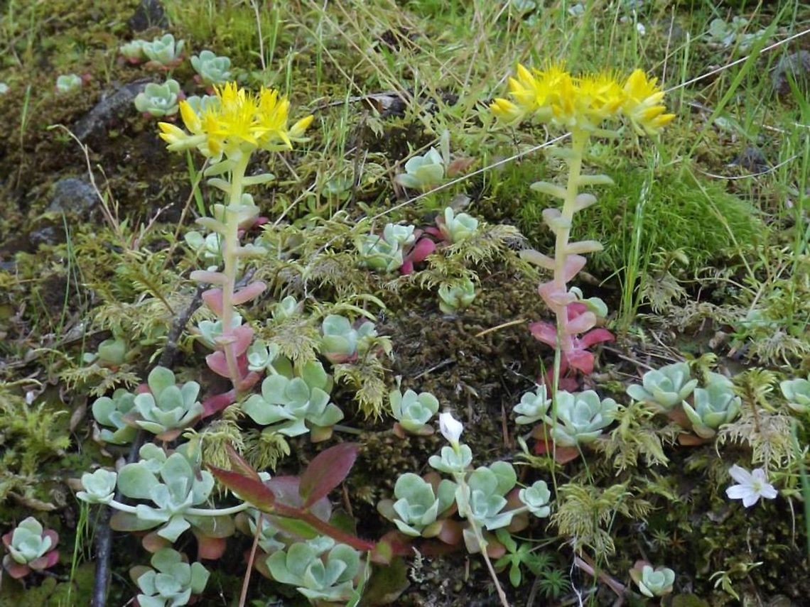 SEDUM SPATHULIFOLIM Broadleaf Stonecrop. Geotagged,Sedum spathulifolium,United States,Wildflowers.,sedum spathulifolium