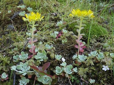 SEDUM SPATHULIFOLIM Broadleaf Stonecrop. Geotagged,Sedum spathulifolium,United States,Wildflowers.,sedum spathulifolium