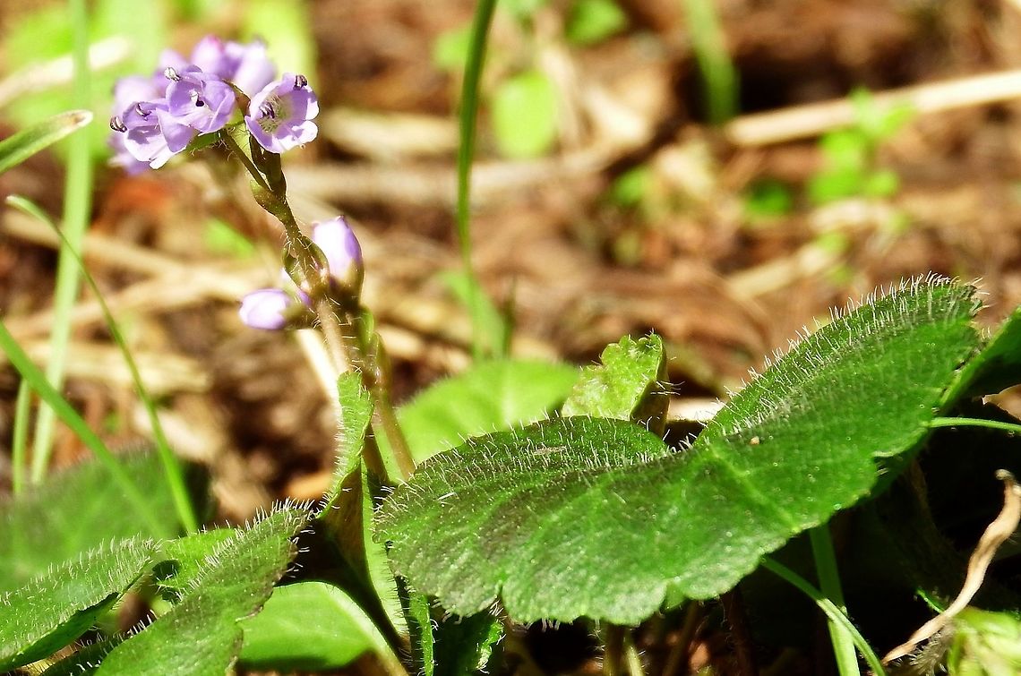 SYNTHYRIS RENIFORMIS Spring Snow Queen in Oregon. Geotagged,United States,Wildflower,Winter