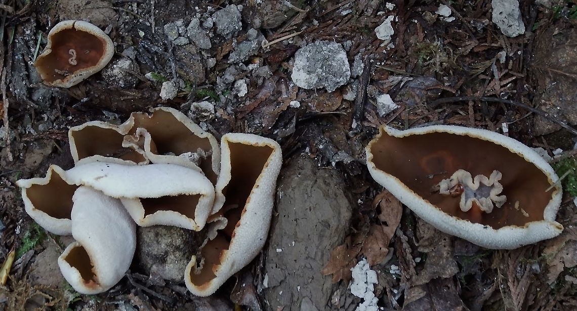 Peziza Repanda Recurved Cup Fungus,Geotagged,Peziza repanda,United States,Wildmushrooms,Winter,peziza repanda