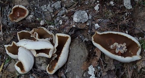 Peziza Repanda Recurved Cup Fungus,Geotagged,Peziza repanda,United States,Wildmushrooms,Winter,peziza repanda