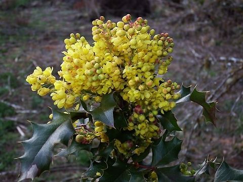 MAHONIA AQUIFOLIUM. Oregon Grape is the State Flower of Oregon. Geotagged,Mahonia aquifolium,United States,Wildflower,Winter