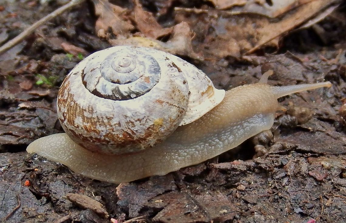 ALLOGONA TOWNSENDIANA. Oregon Forest Snail. I was hiking today and ended up seeing 22 snails..a good sign for a good habitat. Allogona townsendiana,Geotagged,Snail,United States,Winter