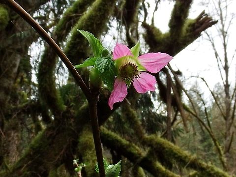RUBUS SPECTABILIS. Salmonberry. Geotagged,Rubus spectabilis,Salmonberry,Shrub,United States,Winter